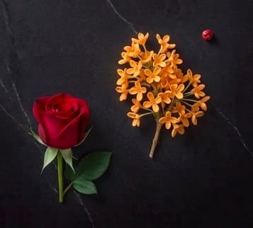 Osmanthus • Rose — heart note